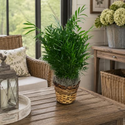 Potted green plant in a woven basket on a wooden table