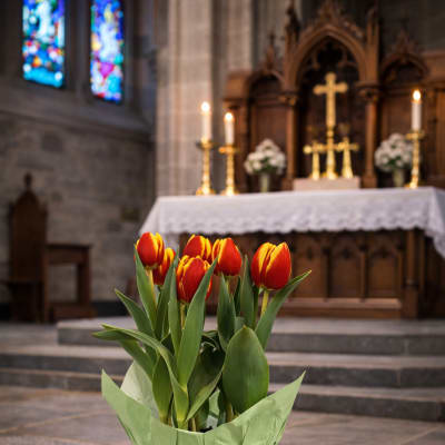Potted red and yellow tulips wrapped in green paper on stone steps in a church