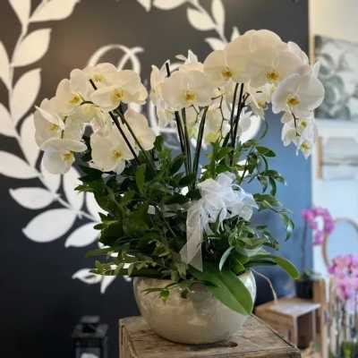 Timeless Trio