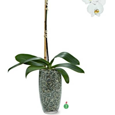 White orchid plant in a tall speckled pot with a bamboo stake