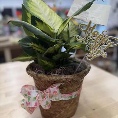 Potted variegated houseplant in a woven basket with a floral ribbon