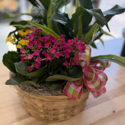 Pink flowering plant in a wicker basket with a plaid ribbon