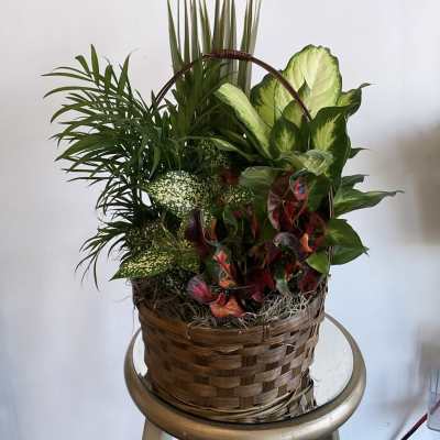 Mixed tropical plants arranged in a woven basket with a handle