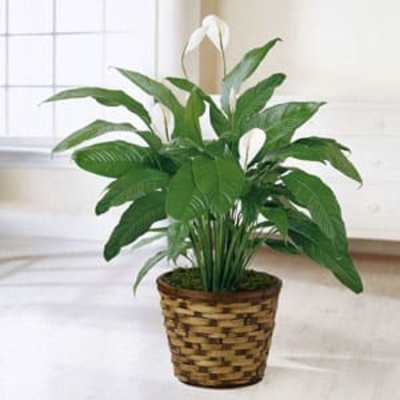 Potted peace lily plant in a woven basket planter