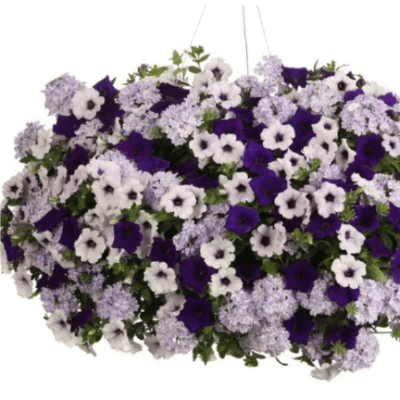 Hanging Basket & Porch Pot Combo