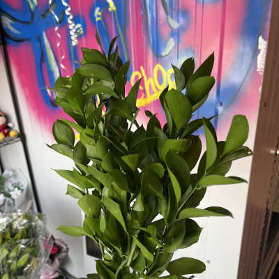 ruscus