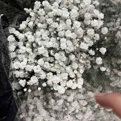 Cluster of white baby's breath flowers wrapped in clear plastic