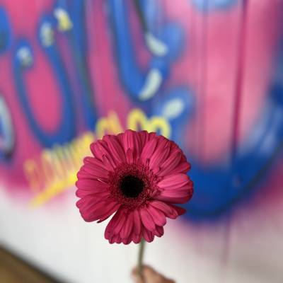 By the stem: Pink Gerbera Daisy