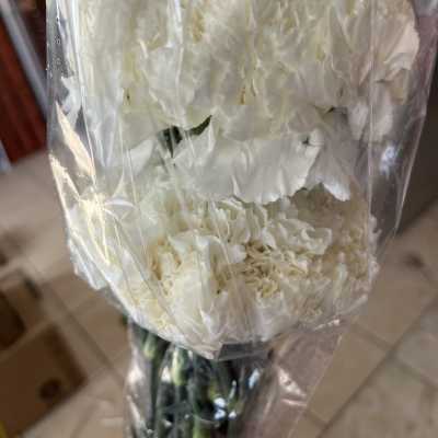 white carnations