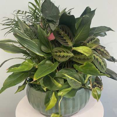 Lush green potted plant arrangement in a ceramic bowl