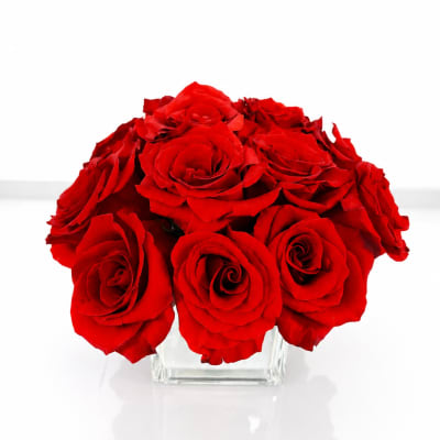 Rose Radiance