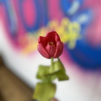 Single red tulip with a green ribbon stem wrap