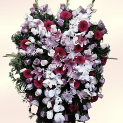 Orchid Delight