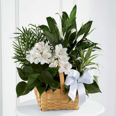 Basket of green houseplants with white flowers and a white ribbon