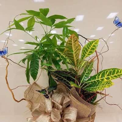 Potted plant arrangement with green and variegated leaves in a basket, decorated with blue butterflies