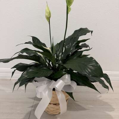 Peace Lily