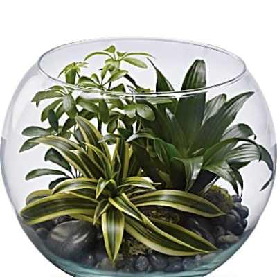 Glass bowl terrarium with assorted green plants and dark stones
