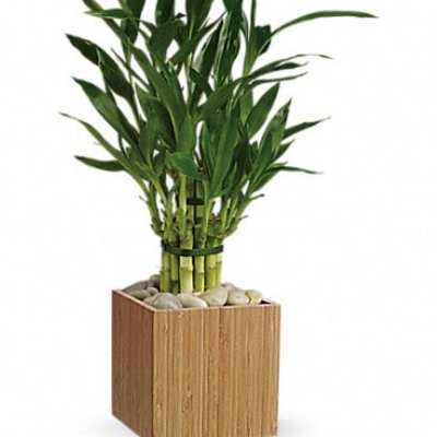 Potted bamboo plant in a square wooden planter with stones