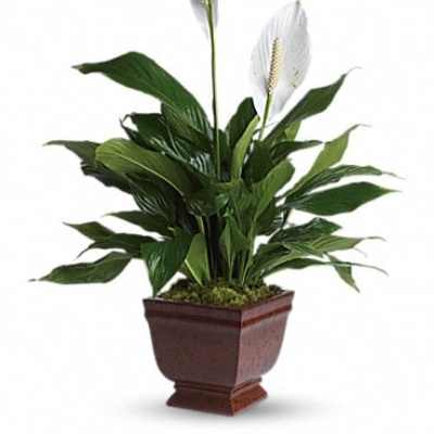 Potted peace lily plant with white blooms in a brown planter