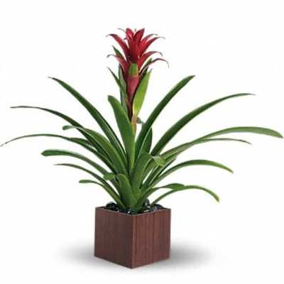 Potted bromeliad with red bloom in a square wooden planter