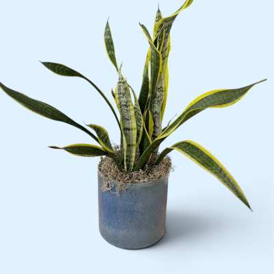 Potted snake plant with long variegated leaves in a gray container