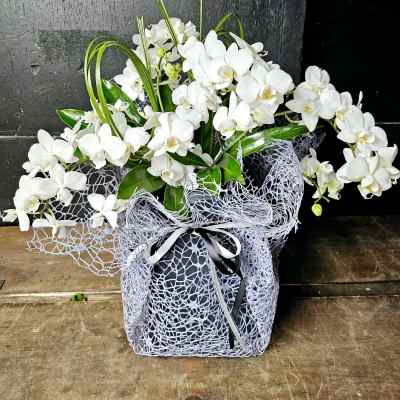 White orchid arrangement in a decorative wrapped box with a ribbon