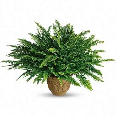 Teleflora's Heartwarming Thoughts Boston Fern