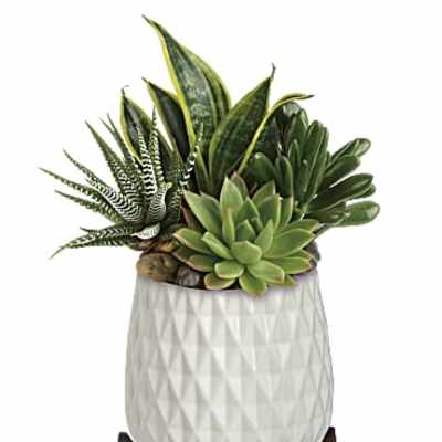 Teleflora's Modern Mood Succulent Garden