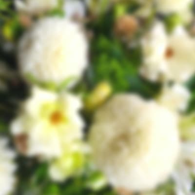 Blurred close-up of white flowers with yellow centers and green foliage