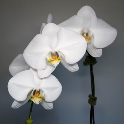 White orchid blooms on long stems against a gray background