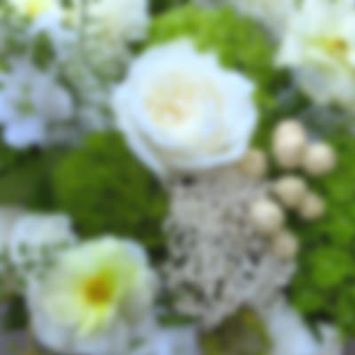 Blurred white flowers with green foliage and pale buds