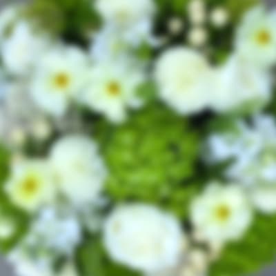 Blurred white flowers with yellow centers and green foliage