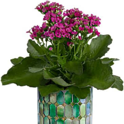 Potted plant with clusters of bright pink flowers in a green and blue mosaic pot