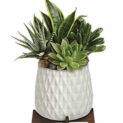 Assorted green succulents in a white textured ceramic pot on a wooden stand