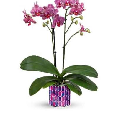 Potted pink spotted orchid plant in a colorful patterned ceramic pot.