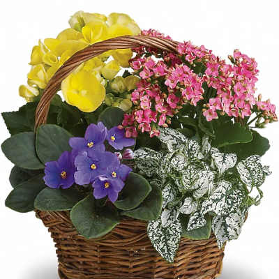 Basket of blooming yellow, pink, and purple potted flowers