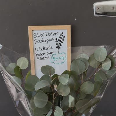 Bundle of silver dollar eucalyptus stems wrapped in plastic