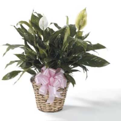 Large Peace Lily with bow