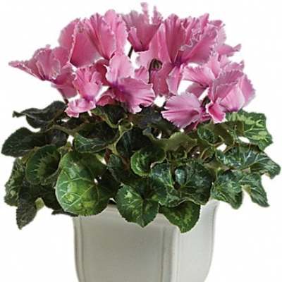 Pink cyclamen in a white ceramic planter