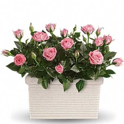 Pink roses arranged in a rectangular stone planter