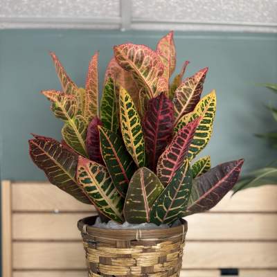 Potted croton plant with multicolored leaves in a woven basket