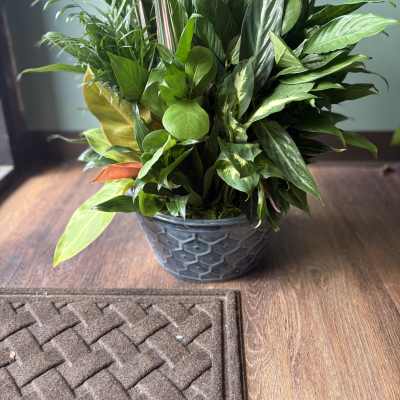 Lush green potted plant arrangement in a textured ceramic bowl