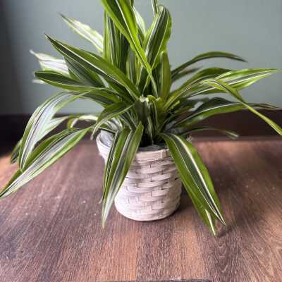 Potted variegated houseplant in a woven basket
