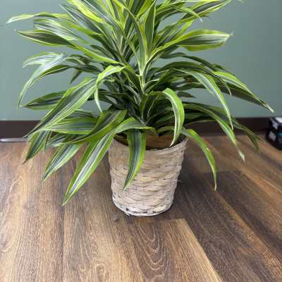 Potted variegated green houseplant in a woven basket planter