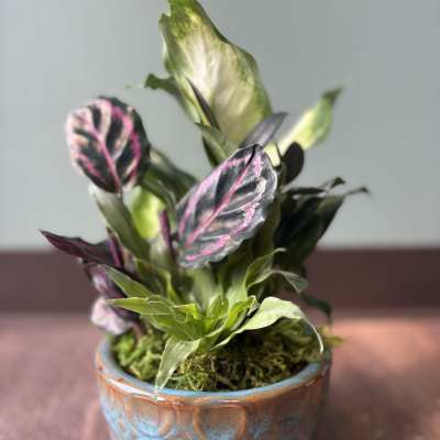 Potted plant with variegated pink and green leaves in a ceramic pot
