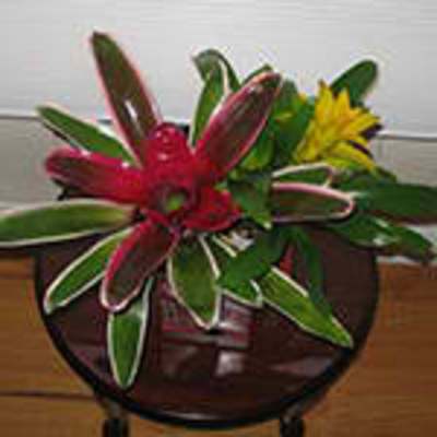 Tropic Fever