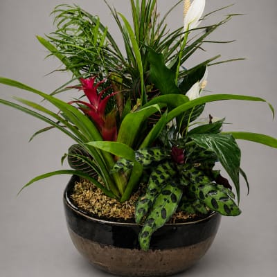 Tropical plant arrangement in a black bowl with white blooms