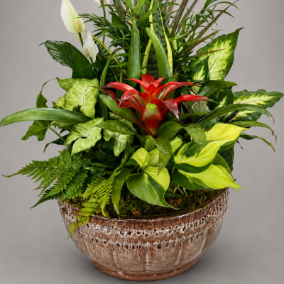 Tropical plant arrangement in a textured glass bowl with red and white blooms