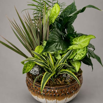 Mixed green houseplants arranged in a decorative ceramic bowl