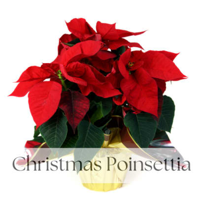 Christmas Poinsettia